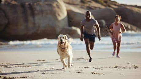 Cómo ayudar a perros y gatos a adaptarse a la rutina tras las vacaciones
