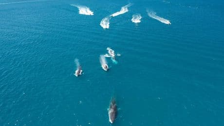 Varias webs ofrecen ya experiencias para avistar ballenas y delfines en la costa de Dénia