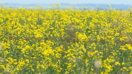 Trade war with China could have devastating impact on Canadian canola farmers