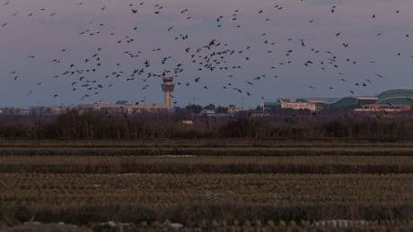 South Korea to Use Drones to Deter Birds After Deadly Jeju Air Crash