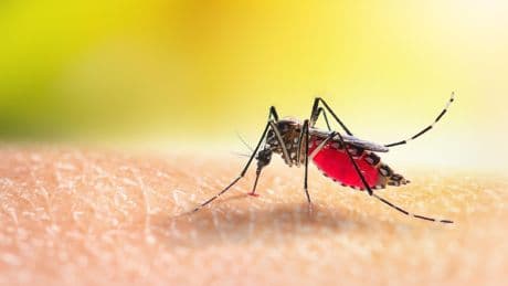 Les cas autochtones de chikungunya se multiplient en France métropolitaine