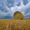 Wetter: Bauernverband: Regen kommt für Sonnenblumen gerade richtig