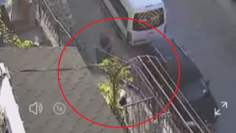 Köpeğe taş ve sopalı saldırı!