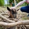 Cette ferme pédagogique du pays d’Auge invite les visiteurs à choyer les animaux