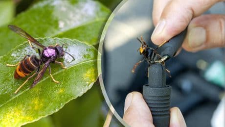 Superwesp vliegt dood tegemoet: ’revolutionaire’ microzender boekt succes in strijd tegen Aziatische hoornaar