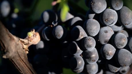Vendanges 2025 : précocité généralisée et qualité au rendez-vous malgré de faibles volumes attendus