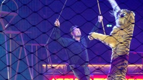 Brit-born lion tamer slammed for 'cruel' circus act as big cats 'trained through fear'