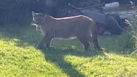 Angriff in Malibu - Puma attackiert Mädchen (11) in Promi-Siedlung