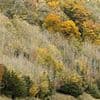 Scientists rejoice as British trees evolve resistance to devastating ash dieback fungus