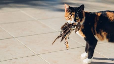 Jagdtrieb bei Katzen: Mit diesen Tipps reduzieren Sie ungewollte Beute