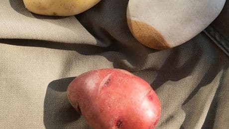 Wolfgang Tillmans, la photographie à l’œuvre