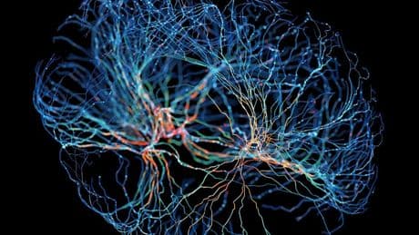Beyond Computer Vision, Brains In Jars, And How They See