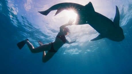 Why are influencers being blamed for rise in shark attacks