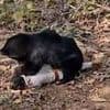 Horrific moment rabid bear pins down terrified ranger and starts gnawing on his head before mauling two other men to death