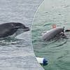 When dolphins attack! The furious Flippers committing vicious and unprovoked assaults on swimmers