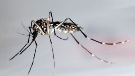 WHO warnt vor einer Epidemie