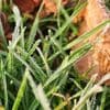 Eerste grondvorst sinds hoogzomer gemeten: 'Uitzonderlijk vroeg'