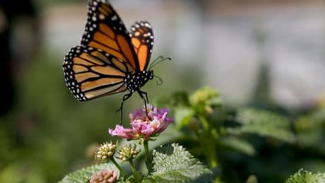 You’re not imagining it, there are more bugs this summer – and it will get worse