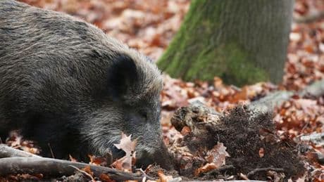 Tierkrankheiten: Erster Verdachtsfall auf Afrikanische Schweinepest in NRW