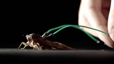 Hacen un experimento con cigarras y consiguen que interpreten el 'Canon en re mayor' de Pachelbel