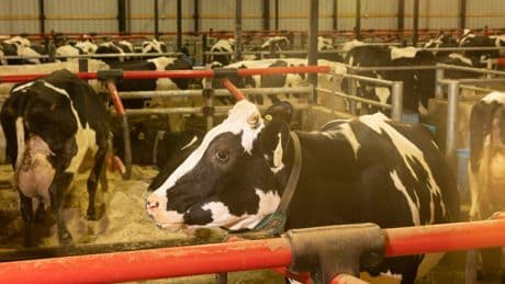 Upheaval in Washington Hinders Campaign Against Bird Flu