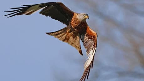 Two arrests made amid probe into deaths of Scottish birds of prey