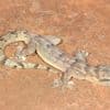 This flat-bodied South African gecko was a 'lost' species. It's been found again after 34 years