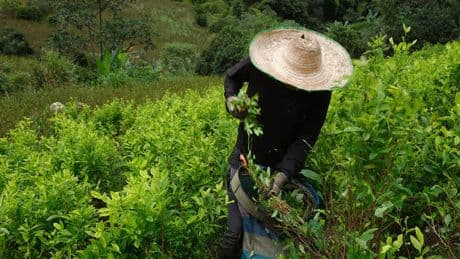 La consommation mondiale de cocaïne explose grâce à un rendement plus élevé et aux « narco sous-marins »