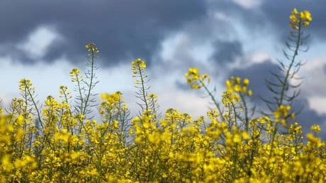 Wetter: Wolken und milde Temperaturen zum Wochenstart in NRW