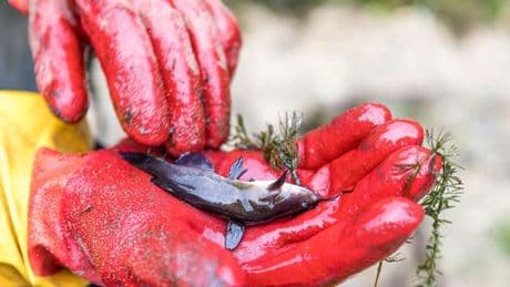 Tiere: Schwarzer Katzenwels alarmiert Hessen