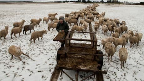 New stats show New Zealand still has more sheep than people. But that could change