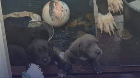 Acht verwaarloosde honden aangetroffen op boot Almere: leefden in eigen uitwerpselen