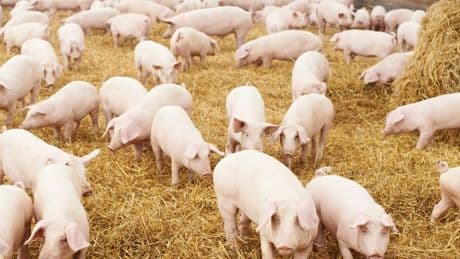 Dal 10 settembre la Cina bloccherà l’import di carne suina dall’Unione europea