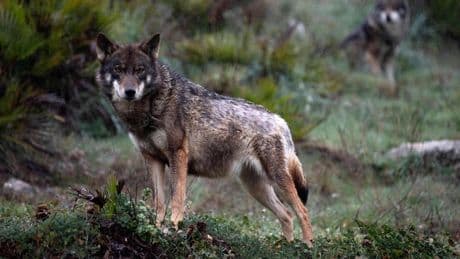 Muere el fundador del Lobo Park de Antequera por las heridas sufridas en un incendio en el recinto
