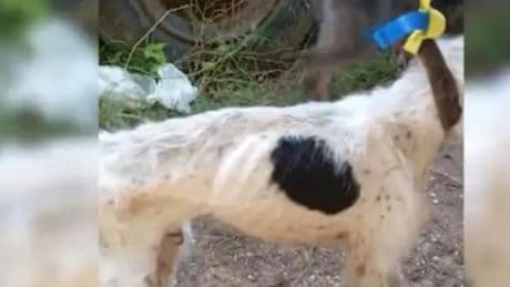 Maltrato a cinco perros en Las Merindades: sin agua ni comida, entre excrementos y metidos en un remolque