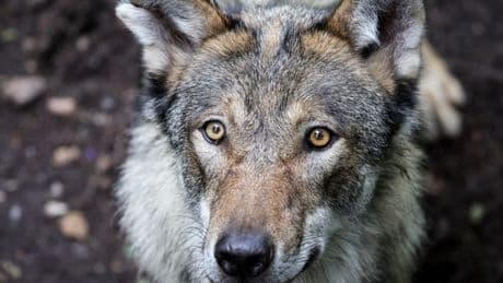 Sachsen meldet Zuwachs: Neue Wolfsterritorien entdeckt