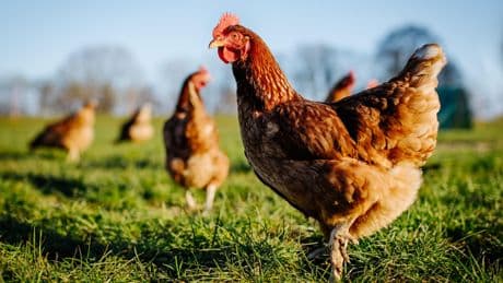 «Un animal de plus grande taille va produire plus de viande»: les espèces domestiques ont grossi sous l’influence de l’homme