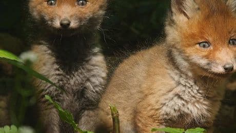Leidenschaftlicher Tierfilmer: Grevenbroicher filmt seit fünf Jahrzehnten Füchse – doch dieses Jahr ist alles anders