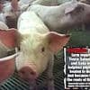Pork producer Cranswick sacks four workers in animal cruelty probe at one of its pig farms