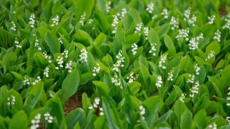 Pourquoi offre-t-on du muguet le 1ᵉʳ mai ?