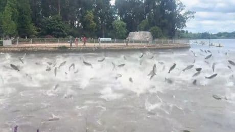 Naturphänomen in China: Hunderte Fische springen plötzlich aus dem Wasser – und lösen Erdbeben-Panik aus