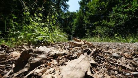 Natur: Feuerwehren und Waldbesitzer: Hohe Waldbrandgefahr in Hessen