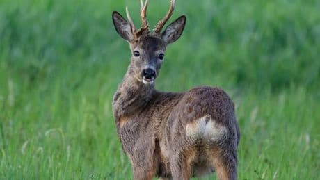 Tierische Rettungsaktion: Reh in Varel aus Hafenbecken gerettet