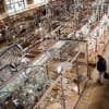 Cambriolage au Museum d'Histoire naturelle à Paris : une enquête pour vol en bande organisée est ouverte
