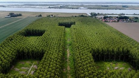 Hoe in drie dagen honderden bomen verdwenen uit het Bos van Los