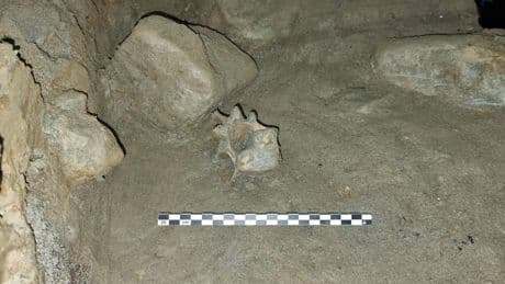 Cave discovery reveals oldest community of animals living in European Arctic