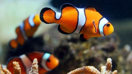 Un estudio revela que los peces pueden 'navegar' fuera del agua