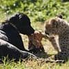 The real-life Homeward Bound! Cheetah cub separated from her mother finds an unlikely best friend in a PUPPY