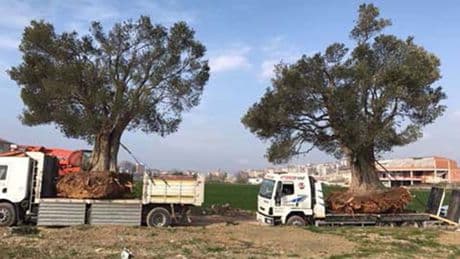 Zeytin ağaçlarımızı profesörler katledecek
