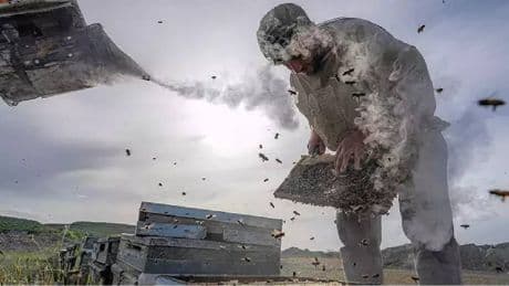Arı kovanlarında sessiz tehlike! Anadolu’da alarm zilleri çalıyor: Radyonun sesi sonuna kadar açılarak çare aranıyor…